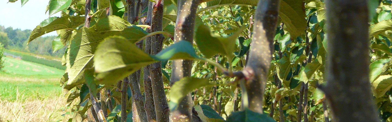 Vivaio di alberi da frutto meli peri susini Polonia