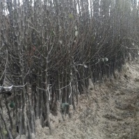 Vivaio forestale alberi da frutto cespugli di frutta meli pere prugne ciliegie Polonia